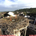 07_50-nest.jpg