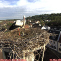 07_55-nest.jpg