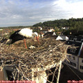 08_05-nest.jpg