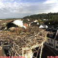 08_10-nest.jpg