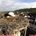 08_20-nest.jpg