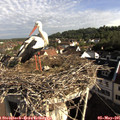 08_25-nest.jpg