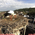 08_30-nest.jpg