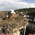 08_35-nest.jpg