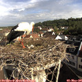 08_45-nest.jpg