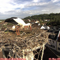 08_50-nest.jpg