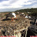 09_05-nest.jpg