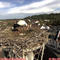 09_20-nest.jpg