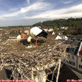 09_35-nest.jpg
