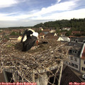 09_45-nest.jpg