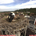 09_50-nest.jpg