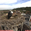09_55-nest.jpg