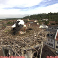 10_00-nest.jpg