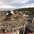 10_05-nest.jpg