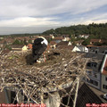 10_10-nest.jpg