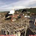10_25-nest.jpg