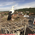 10_40-nest.jpg