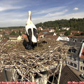 10_55-nest.jpg
