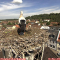 11_05-nest.jpg