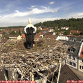 11_20-nest.jpg