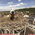11_25-nest.jpg