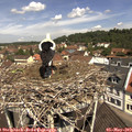 11_30-nest.jpg