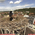 11_40-nest.jpg