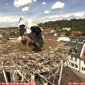 11_50-nest.jpg