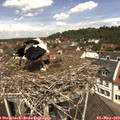 11_55-nest.jpg