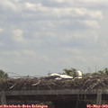 12_00-mast.jpg