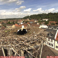 12_05-nest.jpg