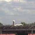 12_10-mast.jpg