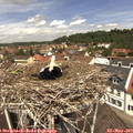12_10-nest.jpg