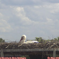 12_20-mast.jpg