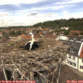 12_30-nest.jpg
