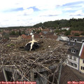 12_40-nest.jpg
