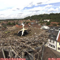 12_45-nest.jpg