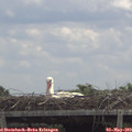 12_50-mast.jpg