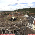 12_50-nest.jpg