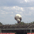 12_55-mast.jpg
