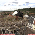 12_55-nest.jpg