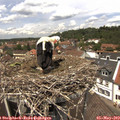 13_05-nest.jpg