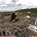 13_10-nest.jpg