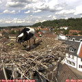 13_15-nest.jpg