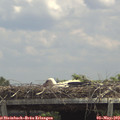 13_25-mast.jpg