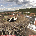 13_25-nest.jpg