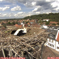 13_30-nest.jpg