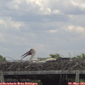 13_40-mast.jpg