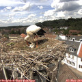 13_45-nest.jpg