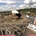 13_50-nest.jpg